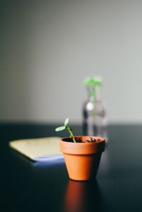 A seedling in a small container